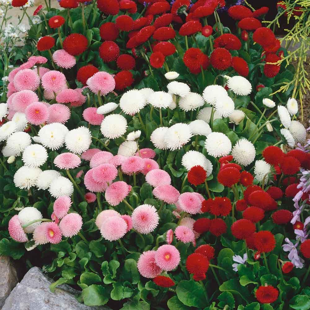 [Mới] - Hạt giống hoa cúc anh mix  giá rẻ