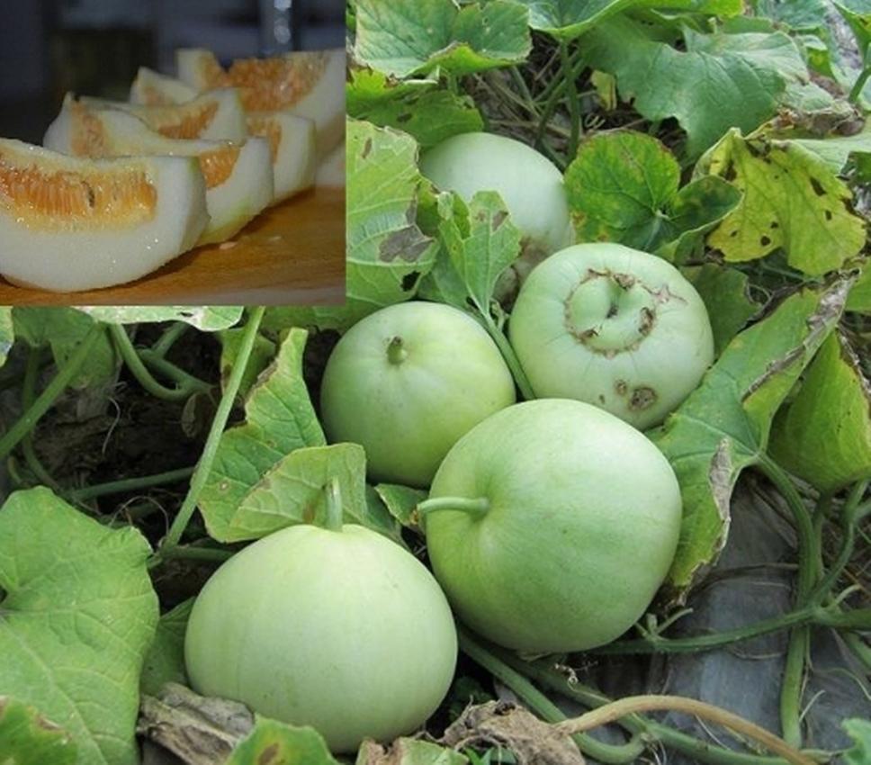 Hạt giống Dưa lê siêu ngọt