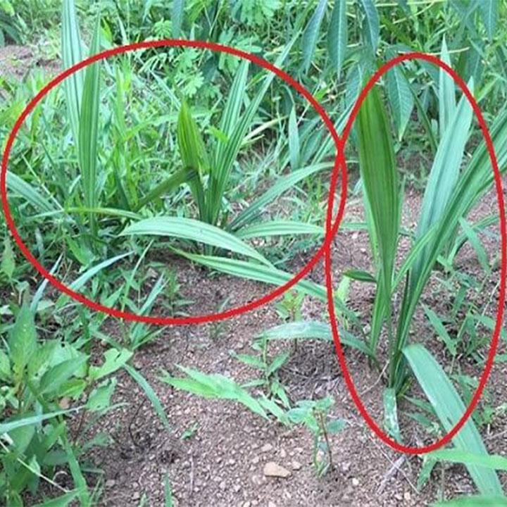 sâm cau đen tươi 1kg