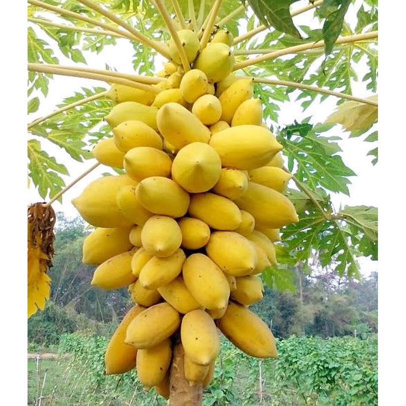 RD Đu đủ vỏ vàng Vĩnh Thành (5 hạt)