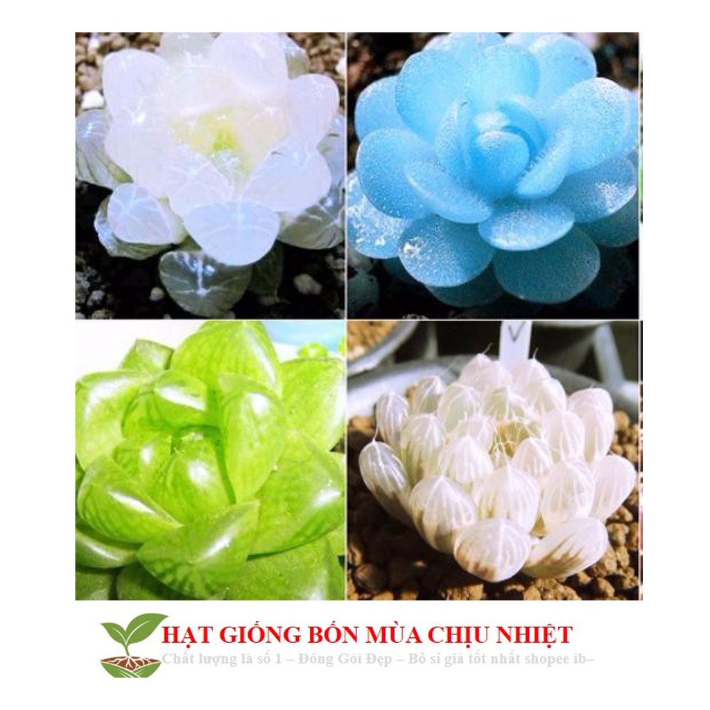 68A Hạt Giống Sen Đá Kim Cương (20 Hạt)