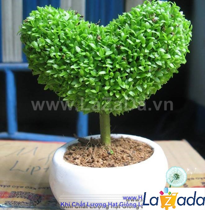 400h Hạt Giống Cỏ May Mắn (TLA0| B30-KD: B30*V45*M170)