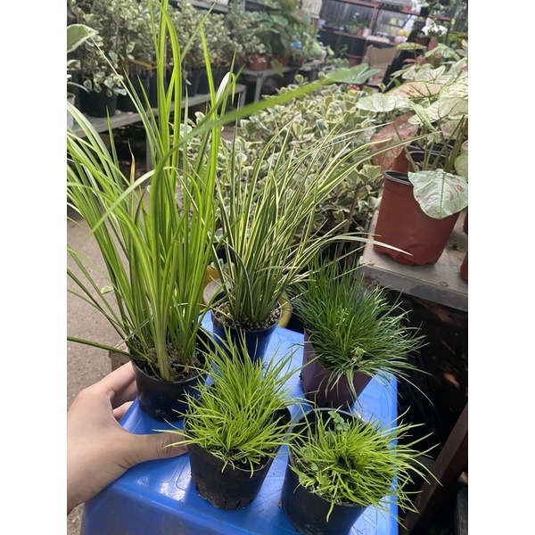 Cây Cỏ Thạch Xương Bồ