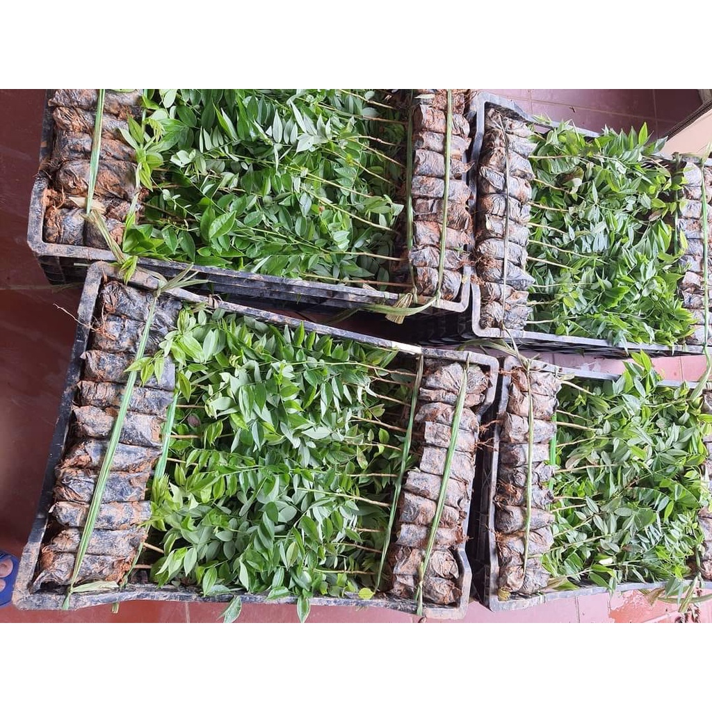Cây sưa đỏ giống chuẩn giá trị cao,  cây trắc thối