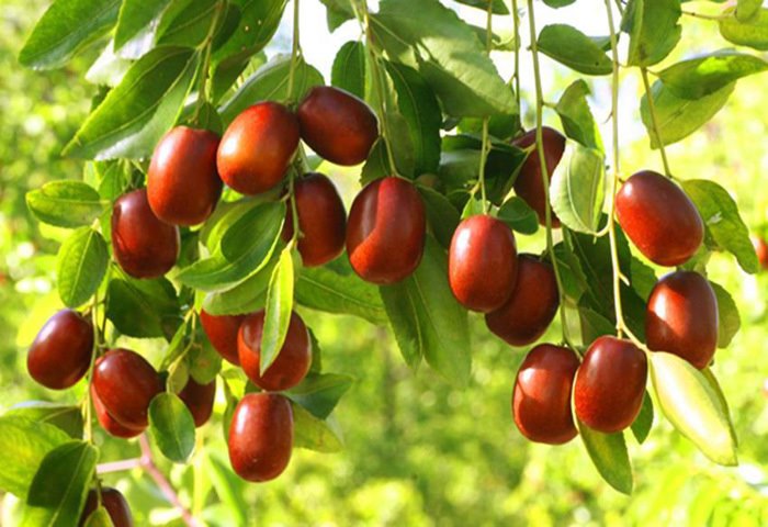 Táo đỏ sấy khô Hàn quốc 1kg