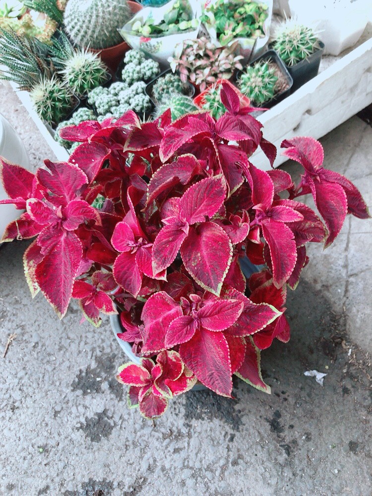Cây Lá Gấm Đỏ