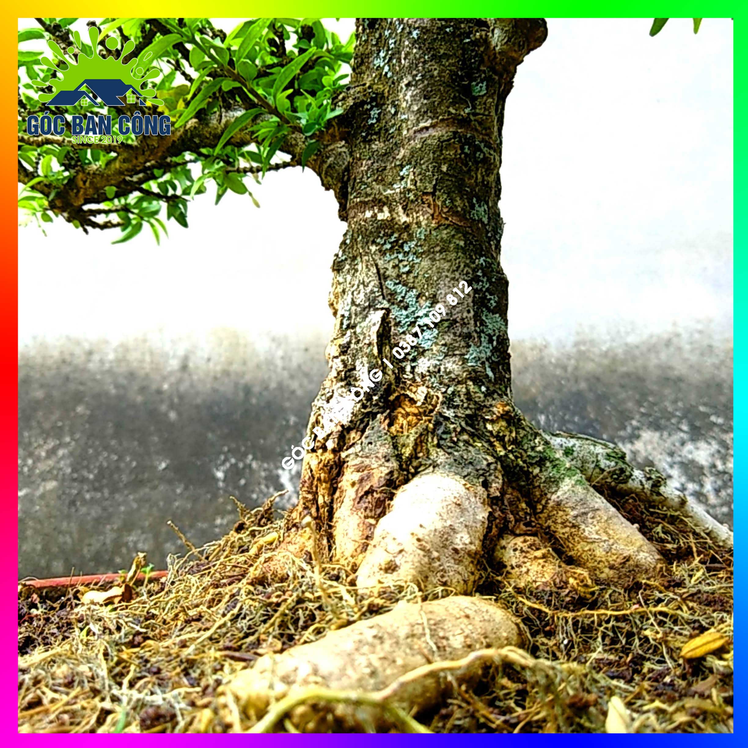 Mai Chiếu Thủy Kim Giòn Bonsai Mini - CTBS01