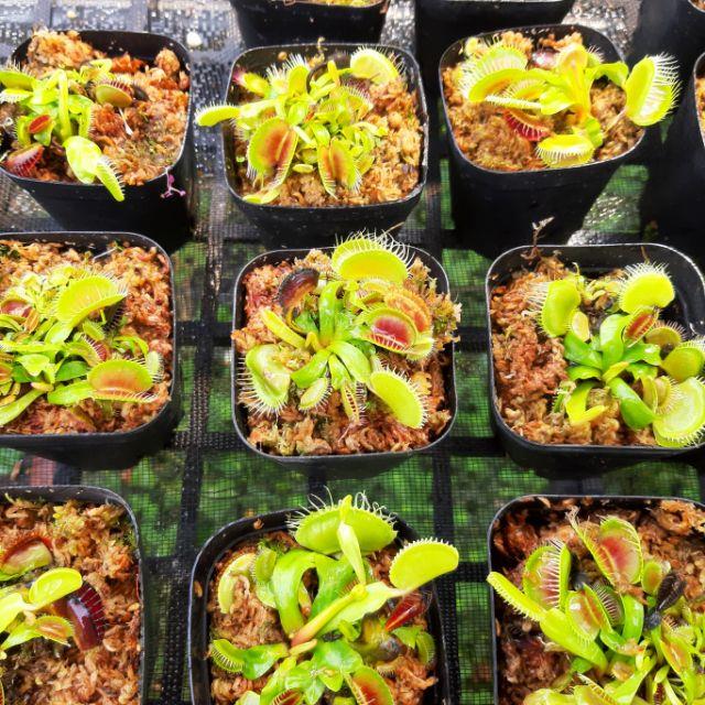 Cây bẫy kẹp cây bắt mồi cây bắt ruồi venus flytrap