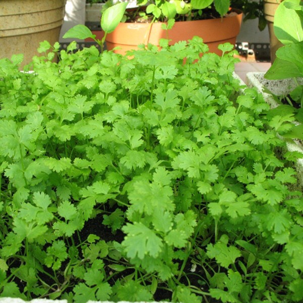 Hạt Giống ngò rí (20gr)