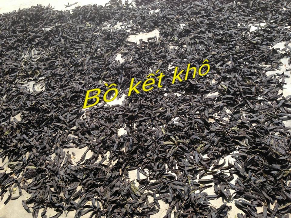 1kg bồ kết khô nghệ an