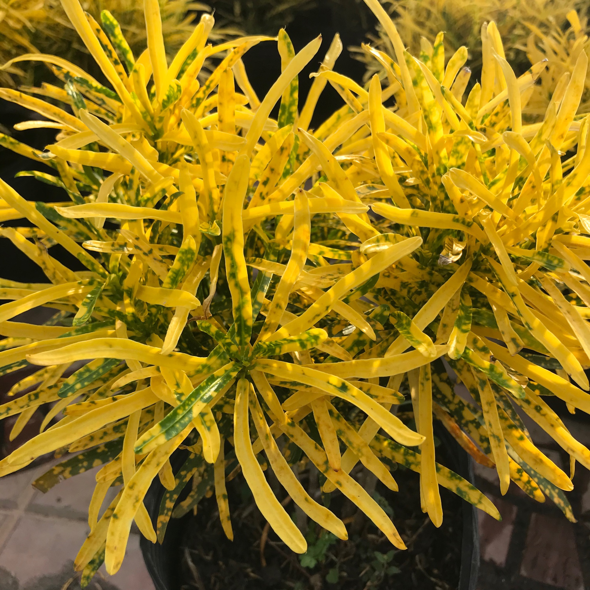 Cây vàng bạc (cây lá màu sao nhái)