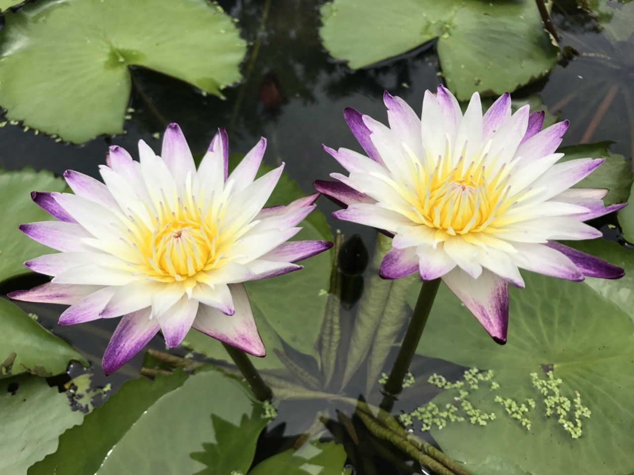 Phân bón chuyên dùng hoa súng sen