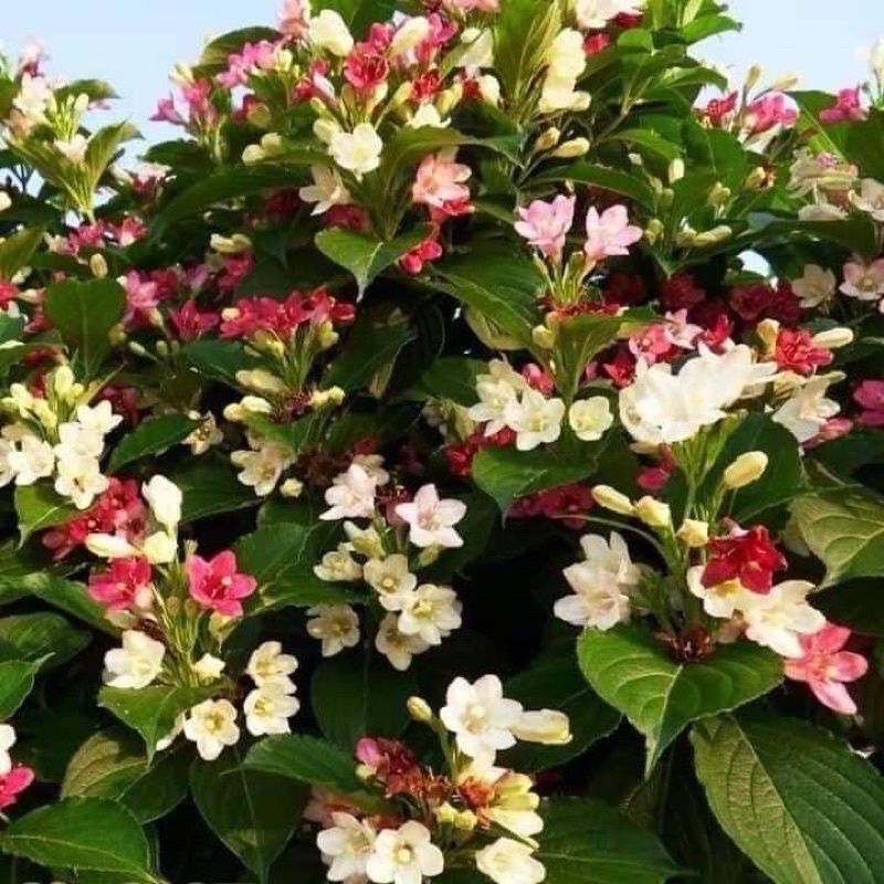 Hoa đại cát(1 bầu cây)