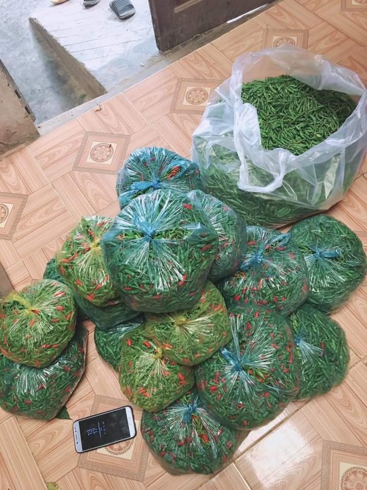Cây Ớt Xiêm Xanh (Ớt sẻ, ớt rừng) trồng chậu