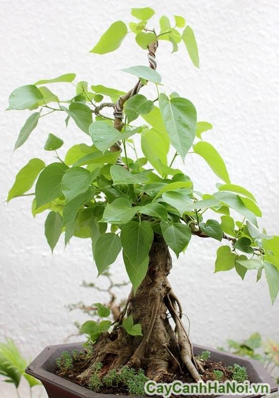 "Gói 100 Hạt " Hạt giống cây bồ đề ấn độ ( Bồ Đề Cảnh)