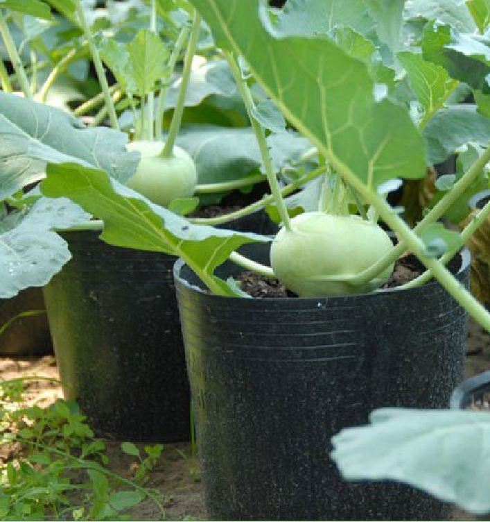 Combo 2 gói hạt giống su hào ( 1 gói su hào xanh - 1 gói su hào tím )
