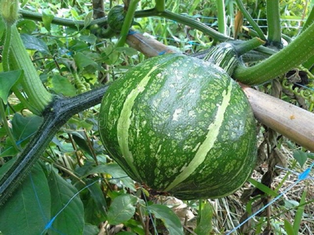 Hạt Giống Bí Ngô Nhật Xanh