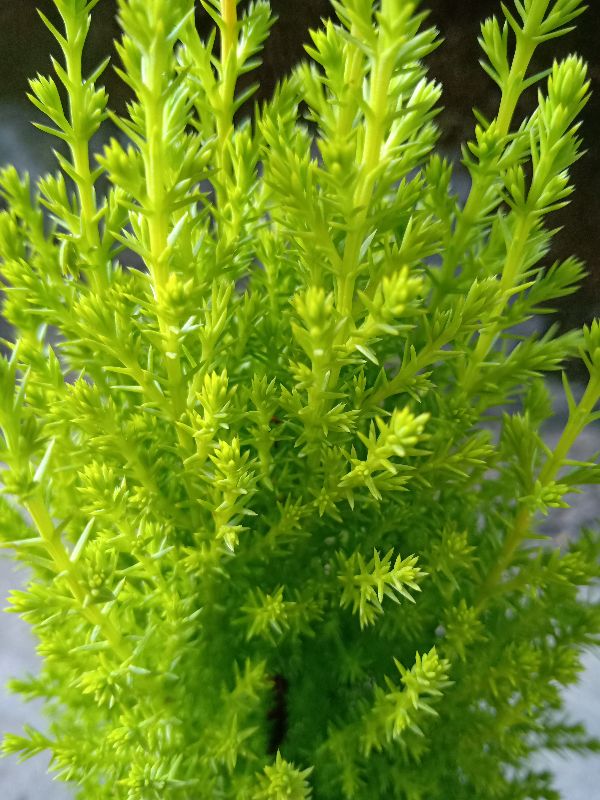 Cây tùng thơm 40 đến 60cm
