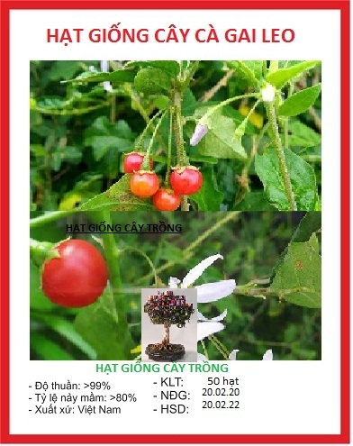 "Gói 50 Hạt " Hạt giống cây cà gai leo Hoa Trắng