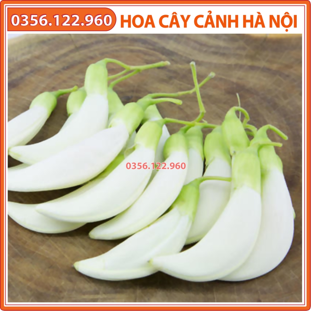 Hạt giống cây so đũa thái - gói 50 gam cho chăn nuôi