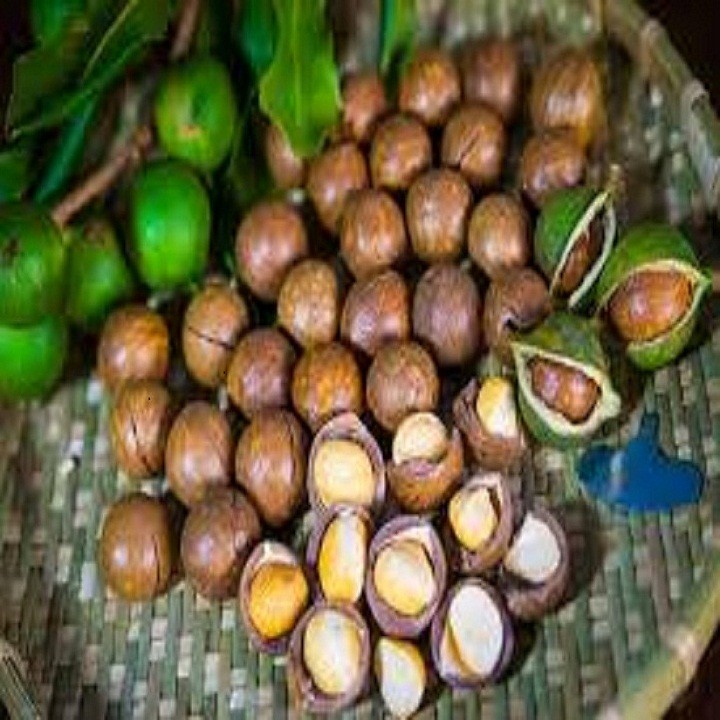 Cây giống hạt macca hàng gieo hạt - cghmcgh