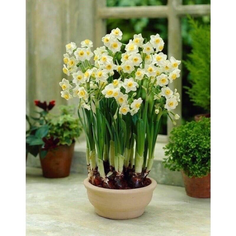 Củ hoa thủy tiên nước sỉ 5k(set 5 củ)