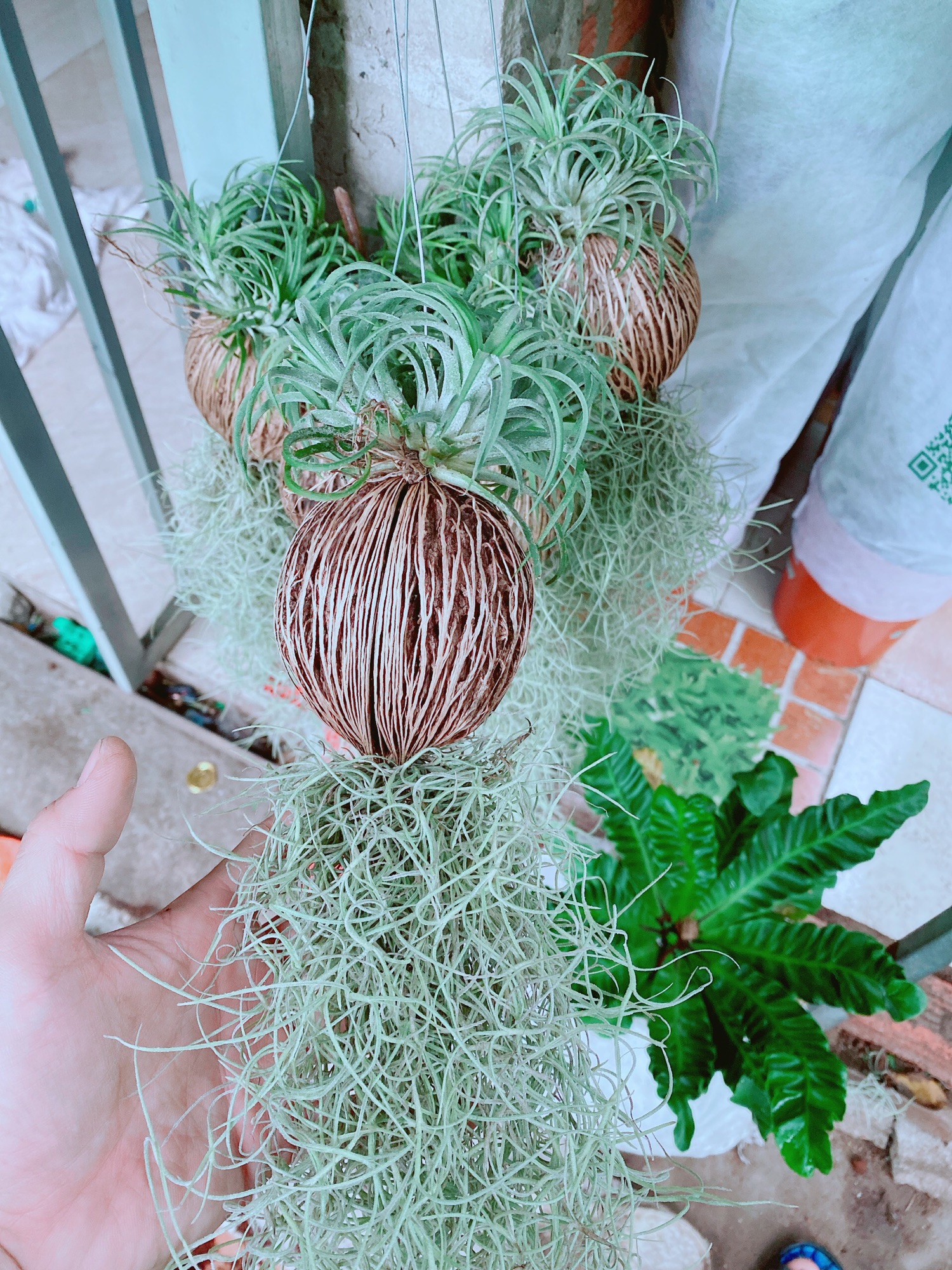 Cây Không Khí Size Đại