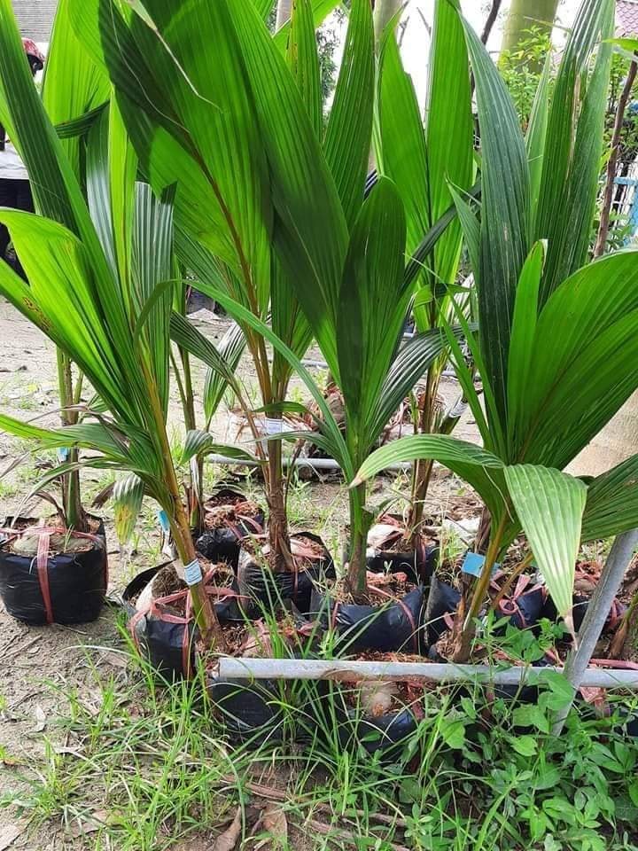 DỪA XIÊM ĐỎ LÙN SIÊU TRÁI