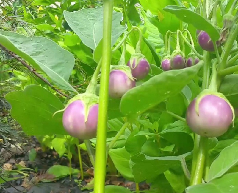 Hạt giống Cà Pháo Tím