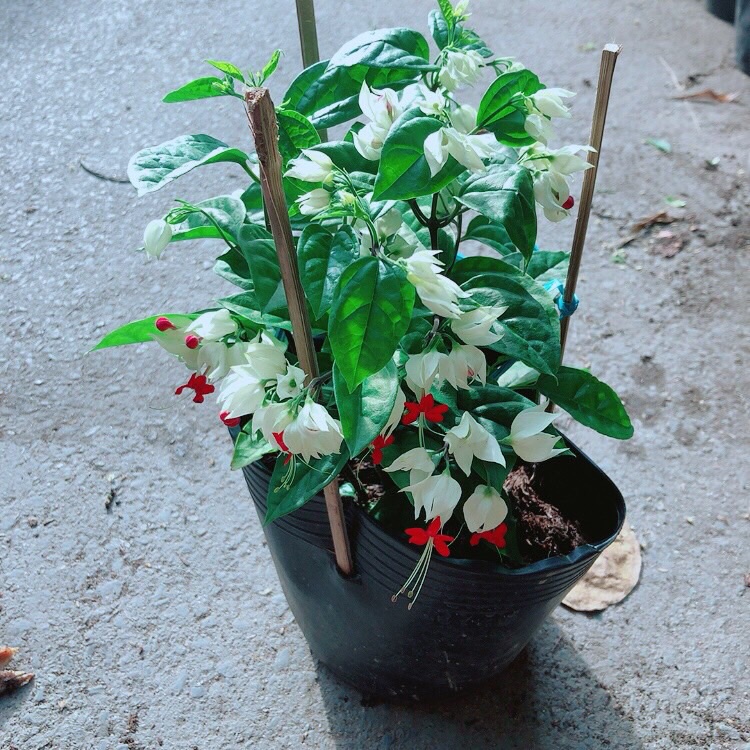 [HCM]Hoa Ngọc Nữ