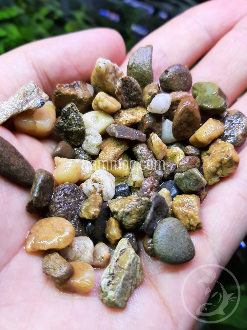 Sạn Suối - Sỏi Suối Thiên Nhiên - Trải Nền Cực Đẹp [1KG]