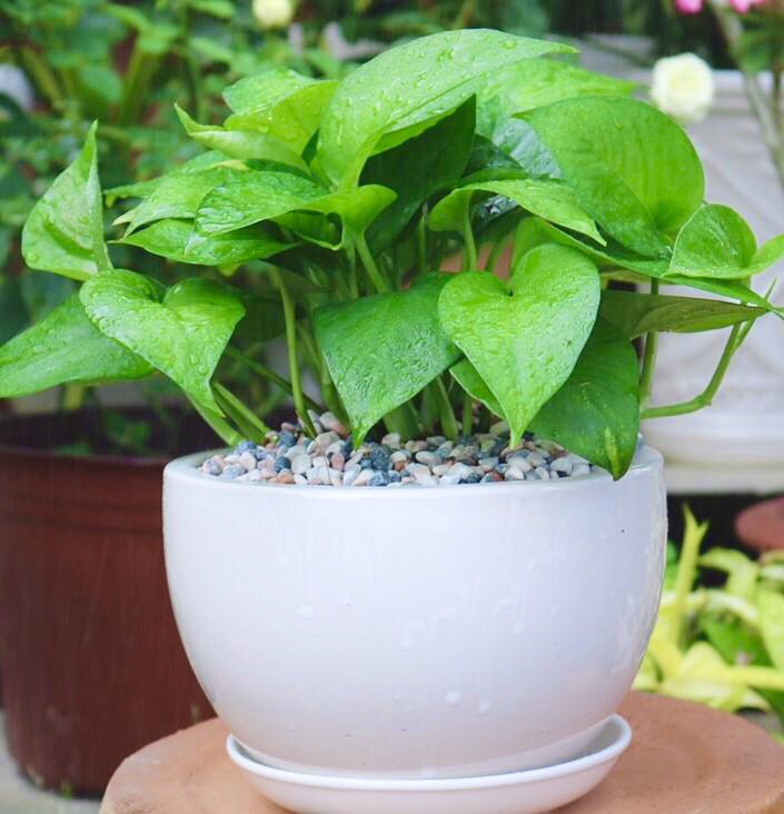 Chậu sứ cây Trầu Bà Thái xanh