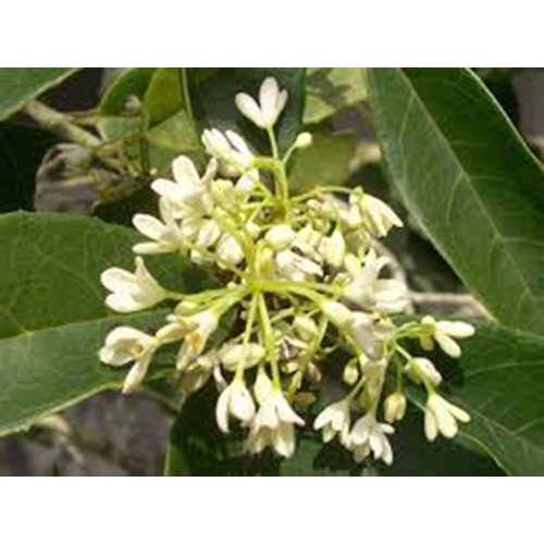 Cây mộc hương ta hoa thơm cao 10- 60cm (ảnh thật)