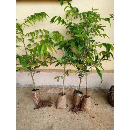 combo 3 cây giống lá mắc mật cao 50 đến 70cm