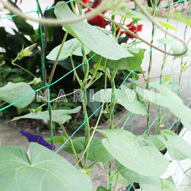 Lưới Giàn Cây Leo Nhiều Kích Thước