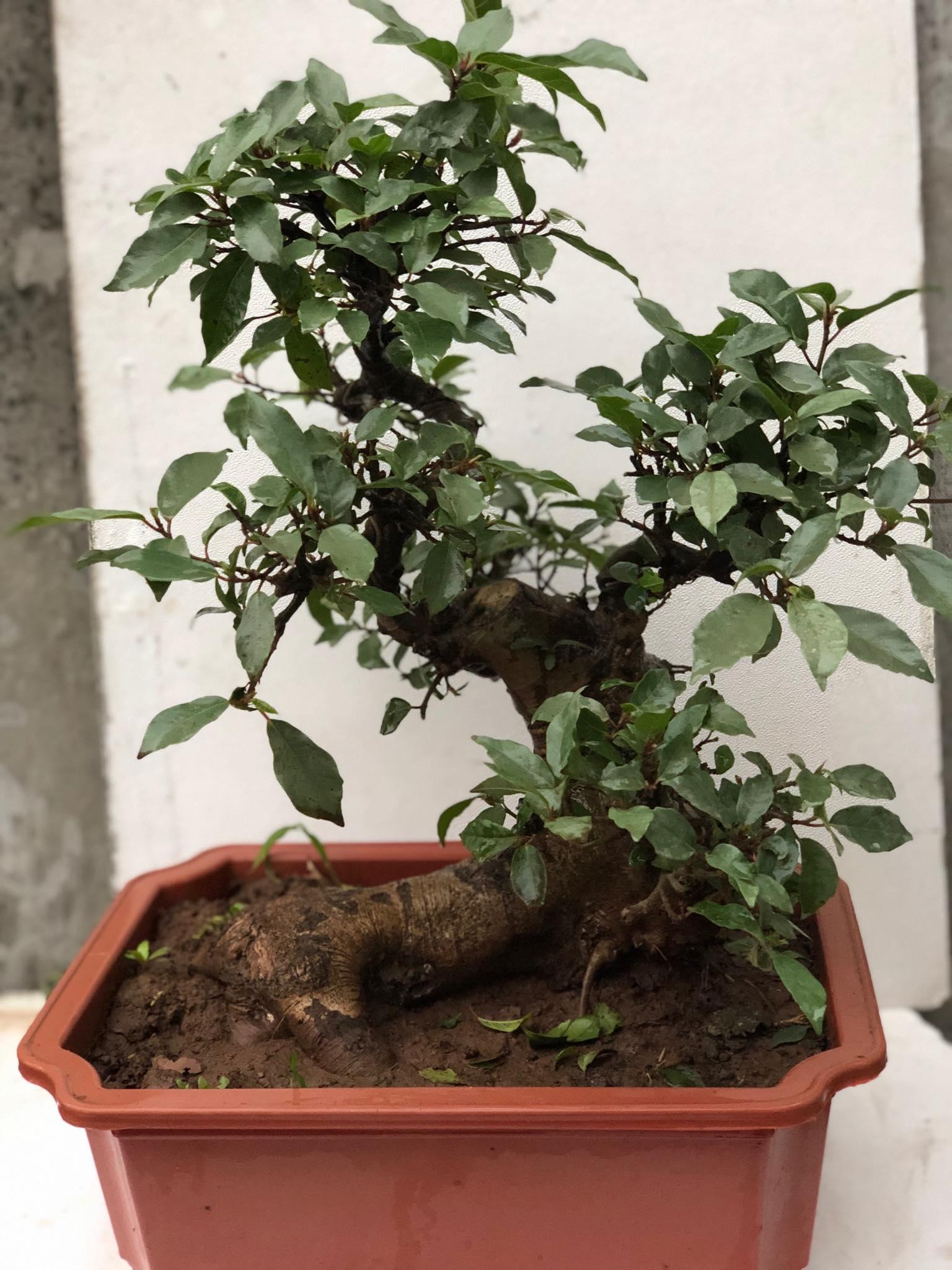 Cây sung bonsai 3