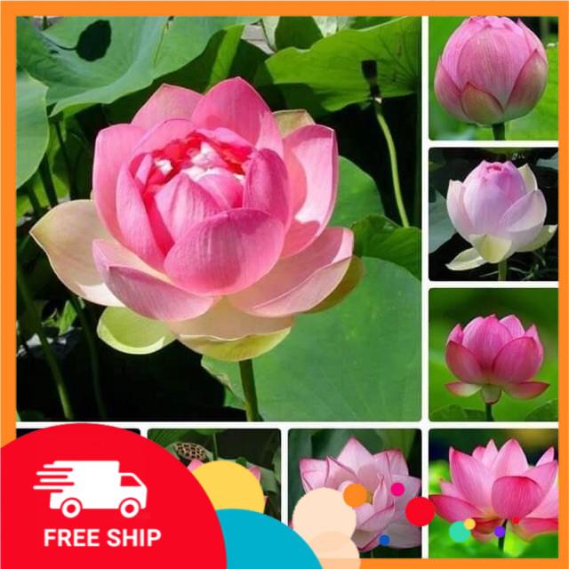 Gói 10 Hạt giống Sen Ta (kèm hướng dẫn)