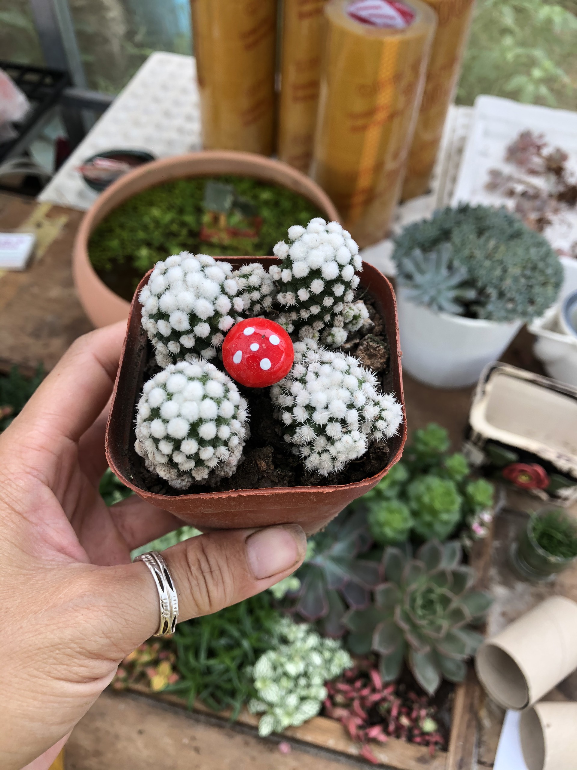 Xương rồng Cầu Tuyết