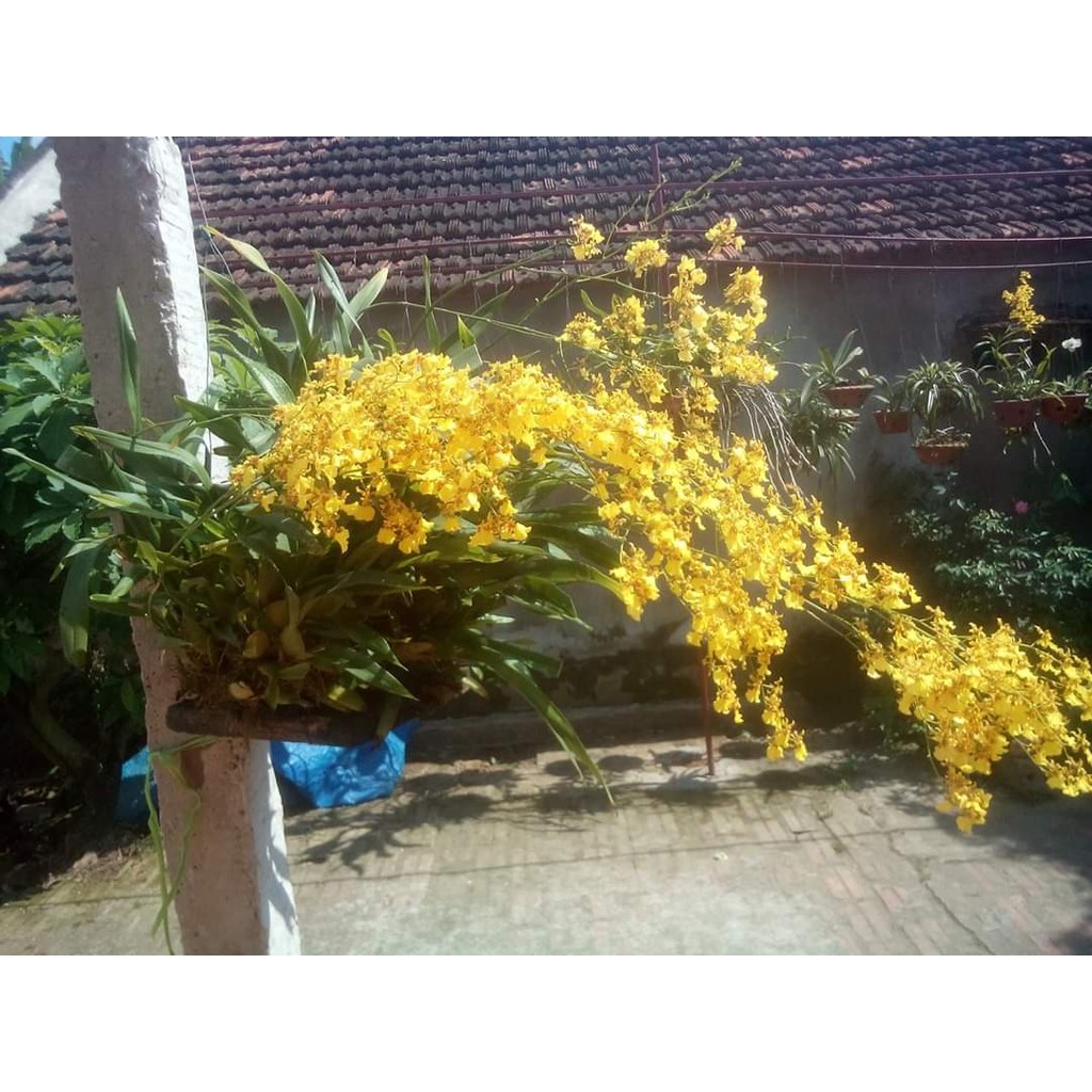 [Học Viên Nông Nghiệp I ] lan vũ nữ vàng, gửi đi nguyên chậu