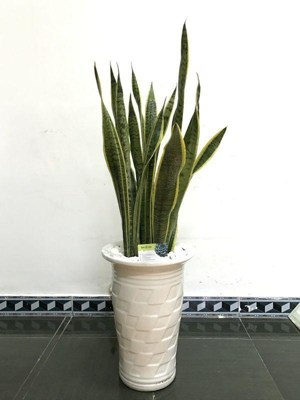 cây lưỡi hổ