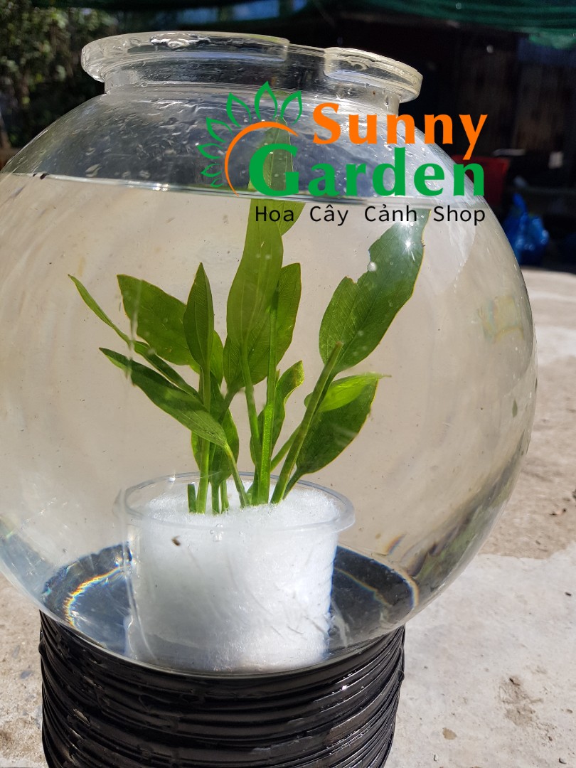Cây Lan Nước Thủy Sinh