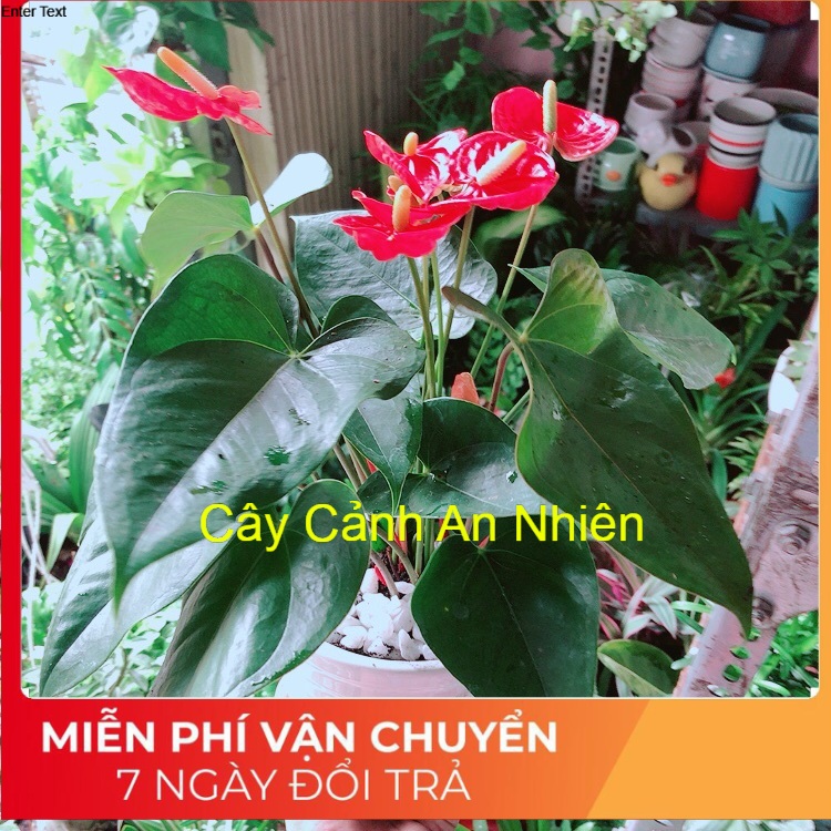 Chậu cây hồng môn
