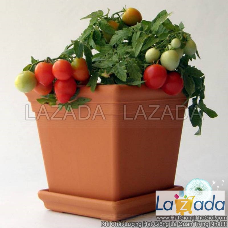 10h hạt giống cà chua cherry rủ đỏ tg36