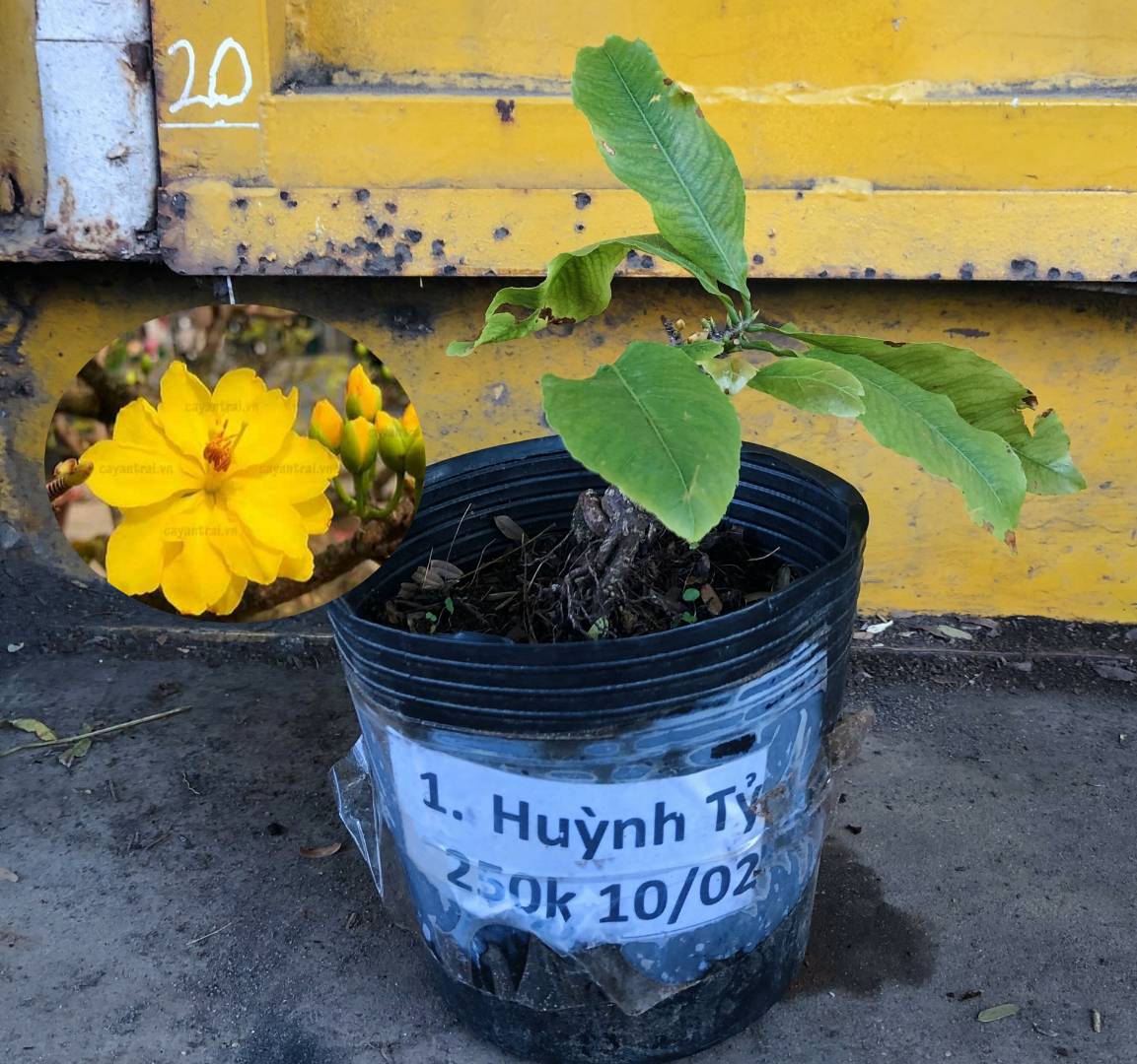 Cây Mai Huỳnh Tỉ