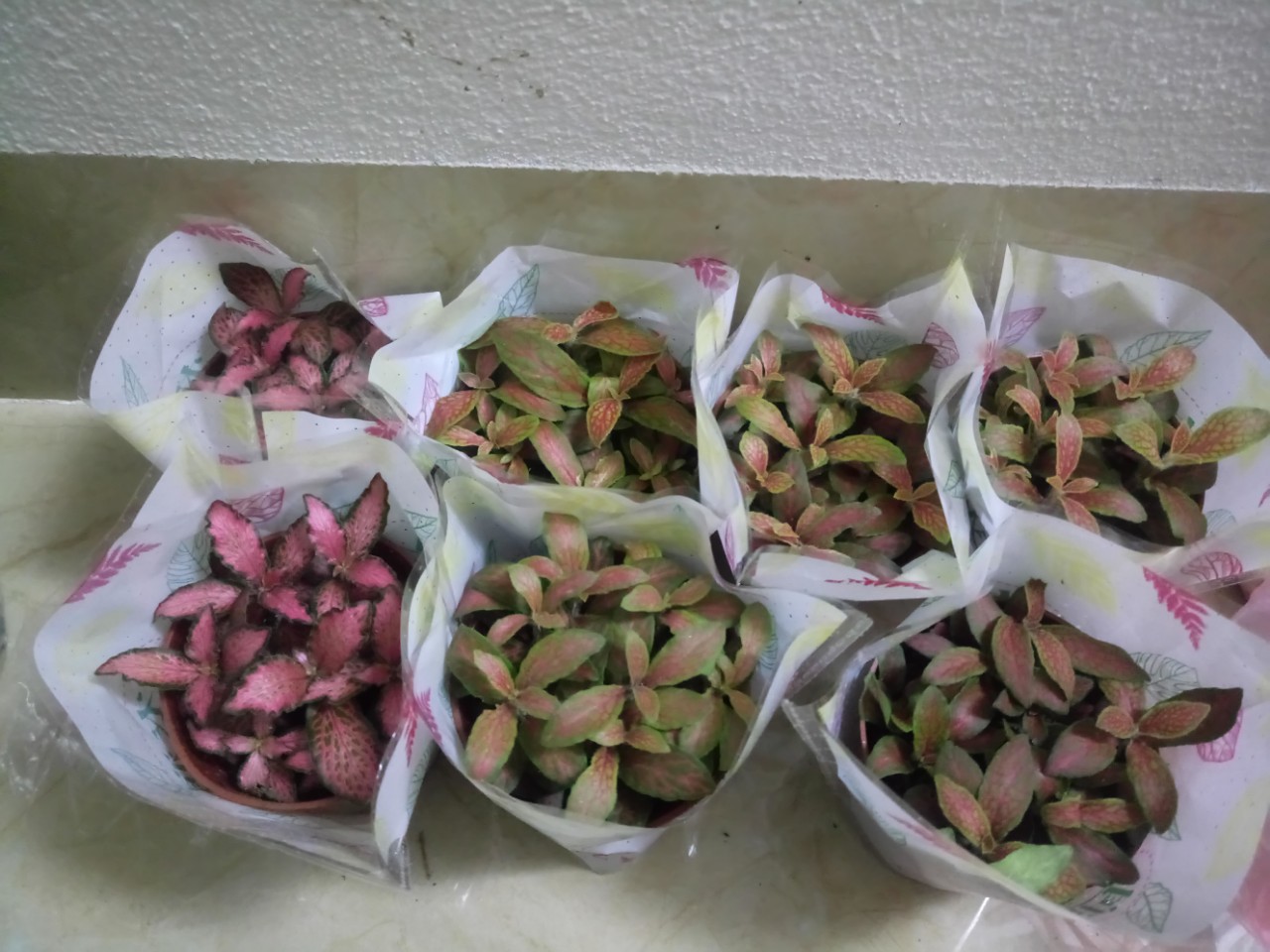 Cây cẩm nhung(cây may mắn)