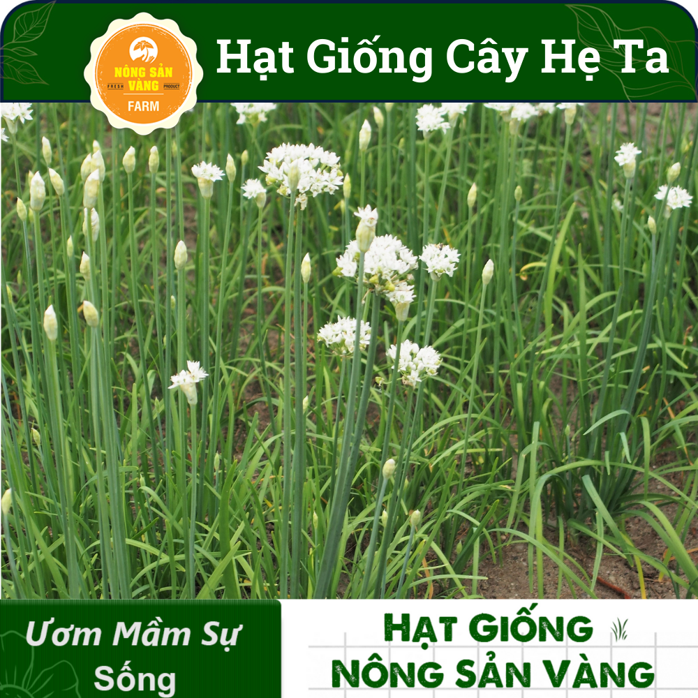 Hạt giống Rau Hẹ Ta Tỉ Lệ Nảy Mầm Cao, Sinh Trưởng Và Phát Triển Khỏe, Năng Suất Cao (Gói 1 Gram) - Nông Sản Vàng
