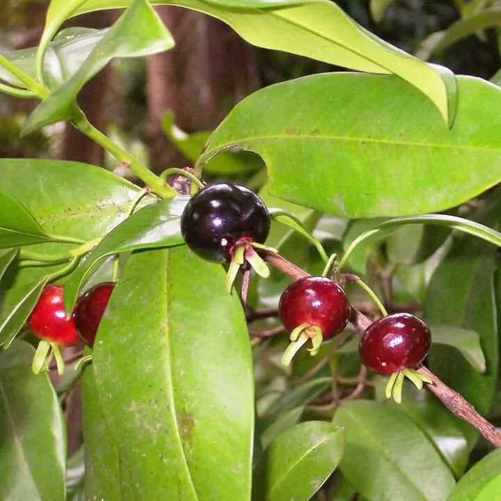 Cây giống Cherry Anh Đào Mỹ. [Express J&T ]