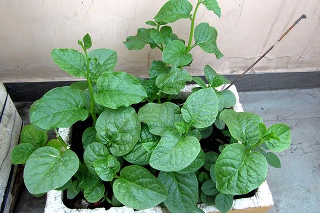 Hạt Giống Rau Mồng Tơi Xanh (20 Gram)