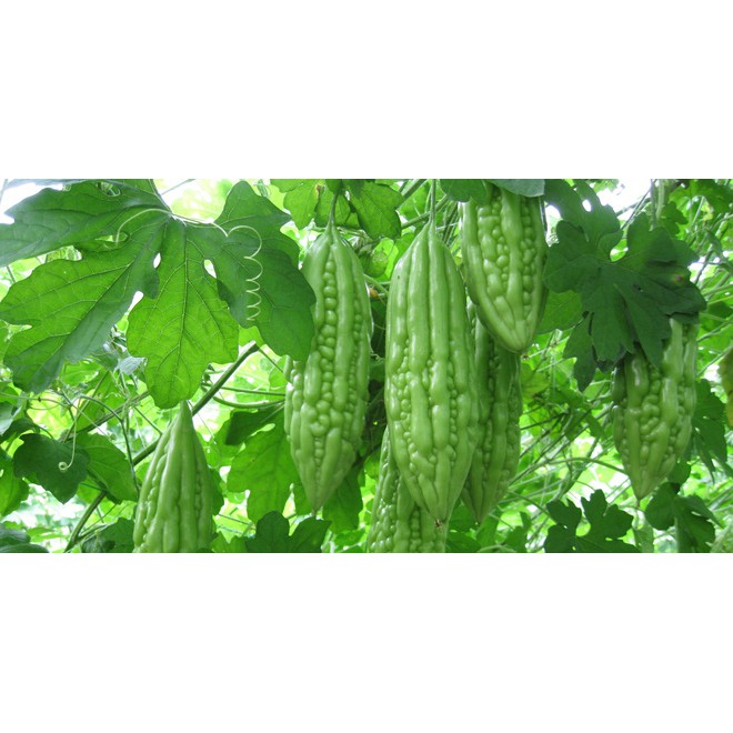 10 Hạt Giống Mướp Đắng ( Hạt Giống Khổ Qua )