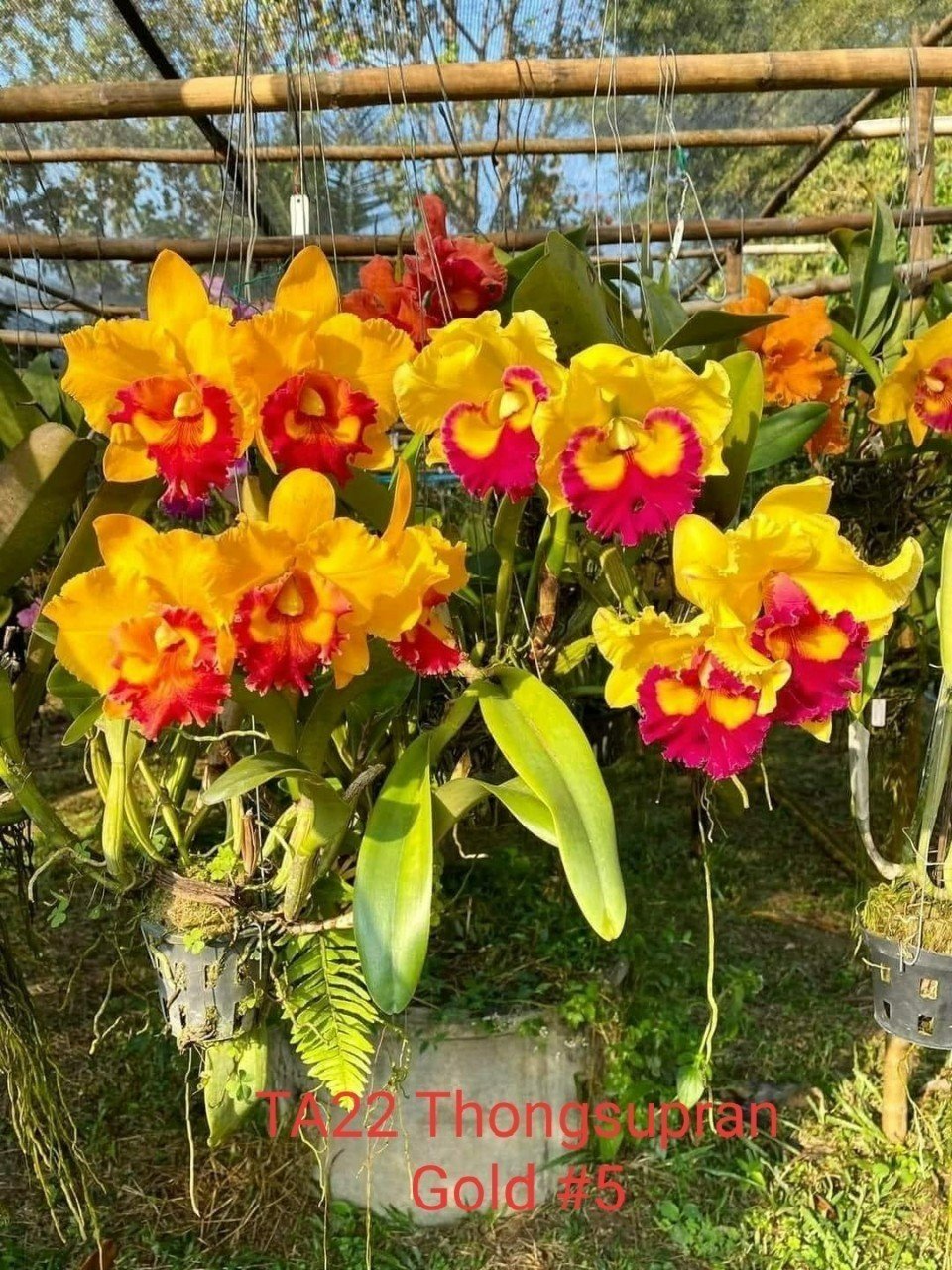 Cattleya thongsupran gold vàng lưỡi đỏ rất đẹp cây trưởng thành sắp hoa